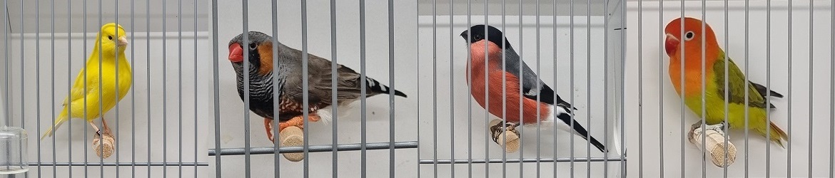 Kampioenen Vogelshow 2022